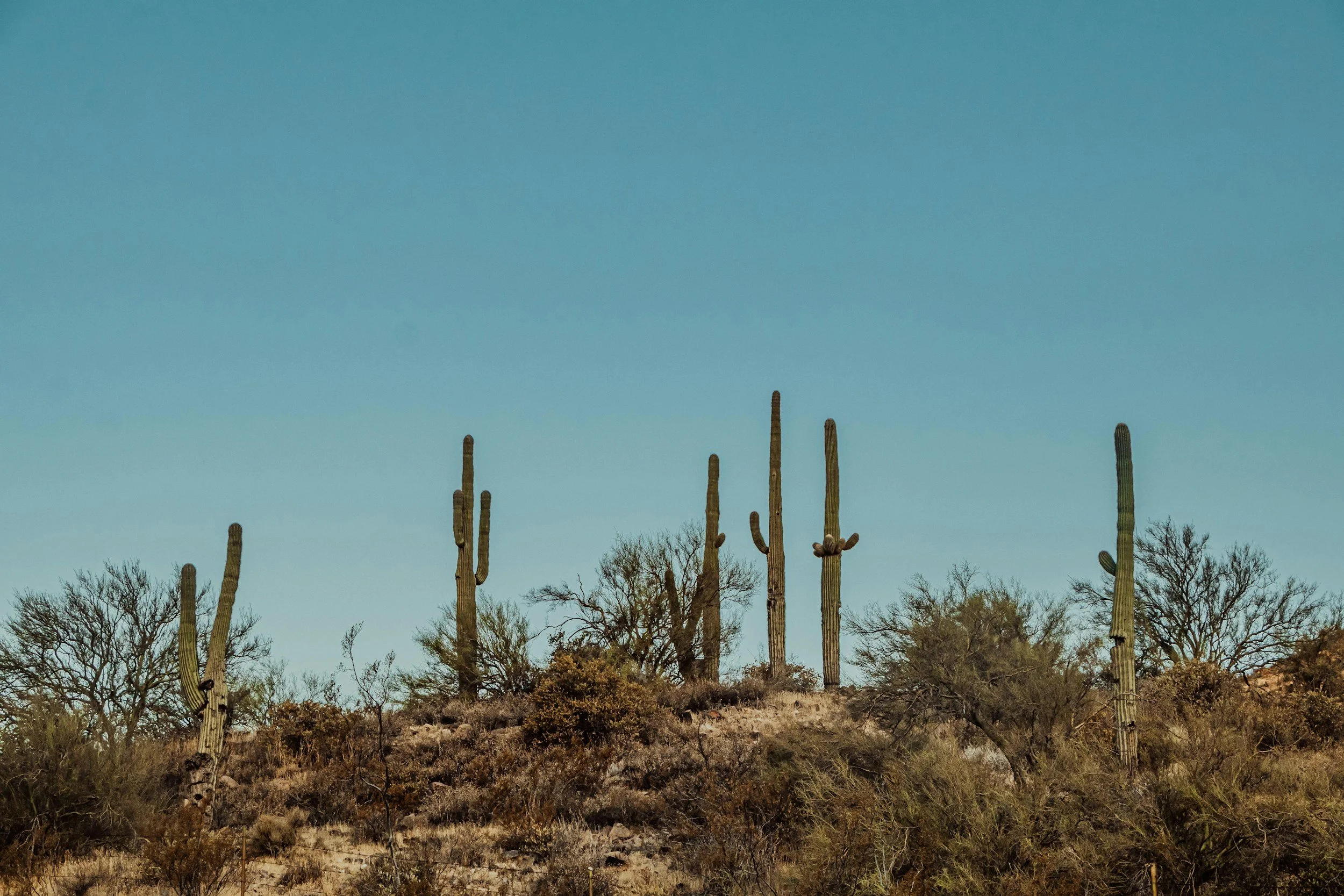 Desert landscape with several tall cacti and sparse bushes under a clear blue sky.