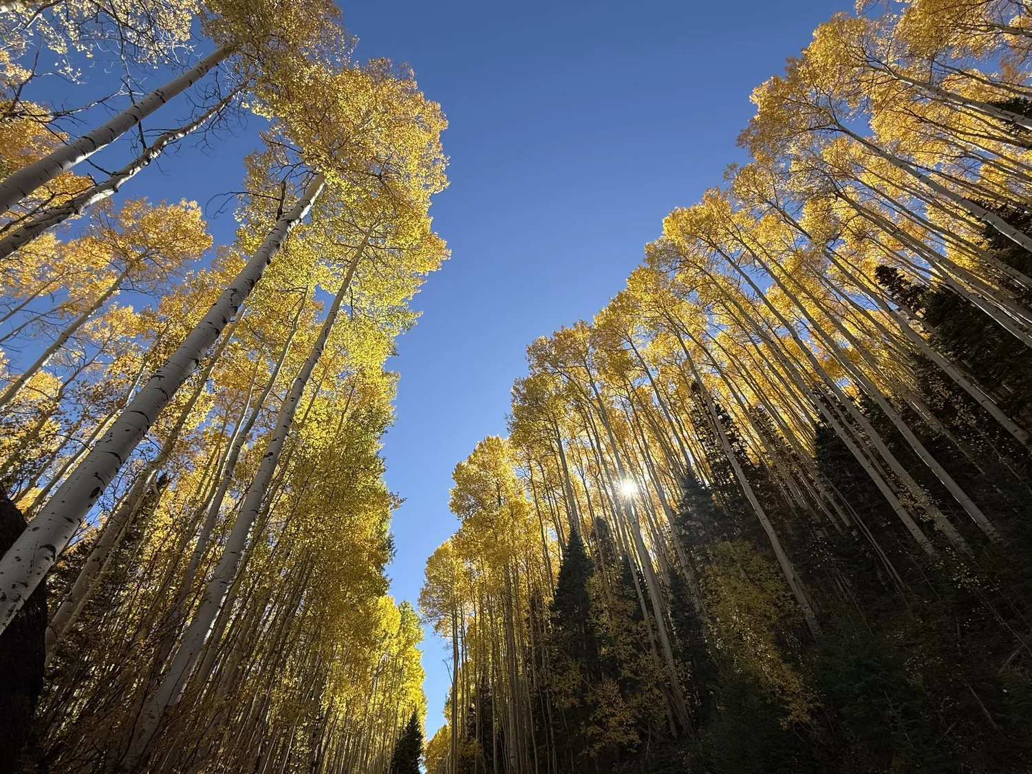 Aspen trees