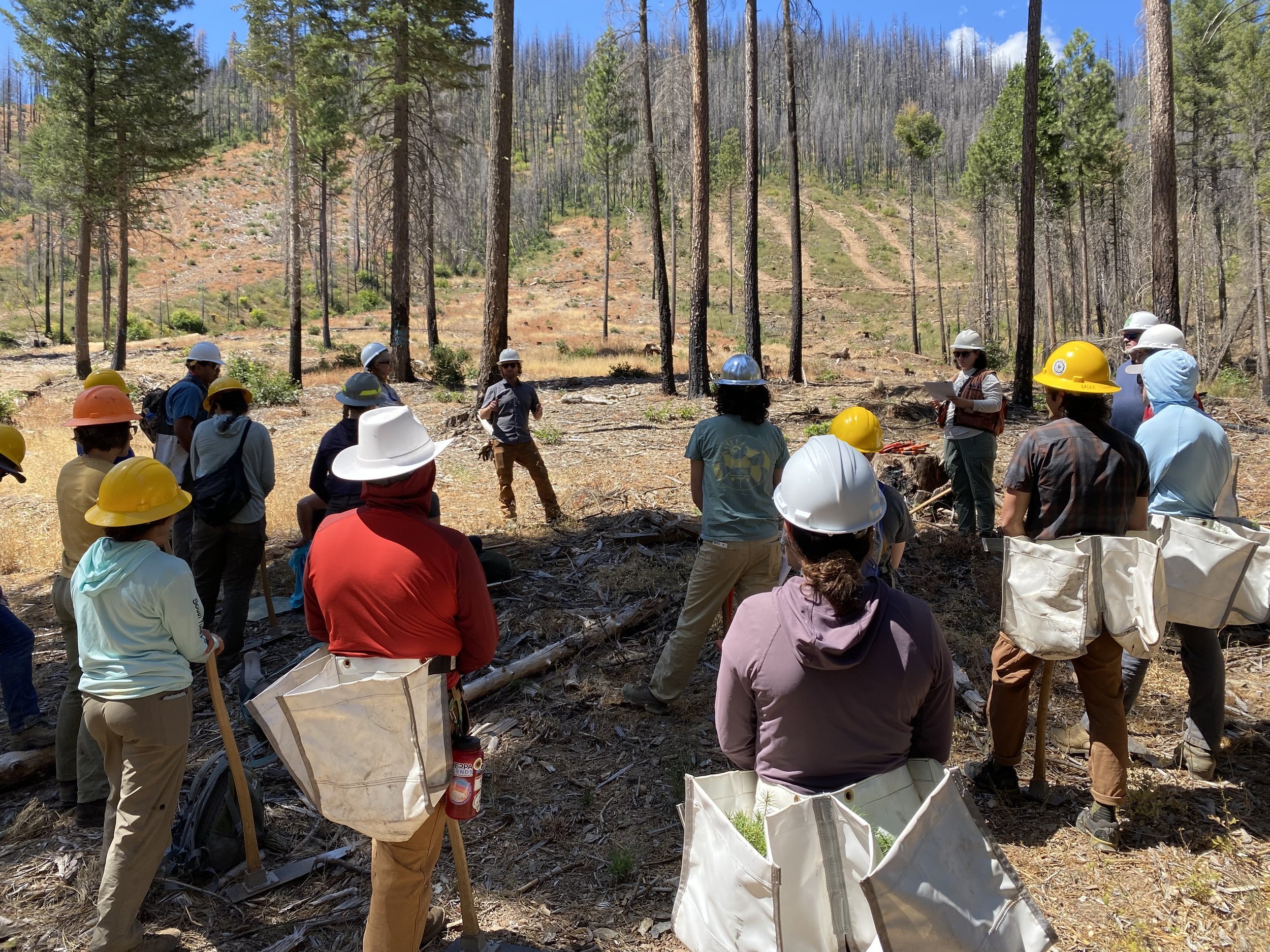 Group of people on a forested hillside listening to a guide during a field study or workshop. They are wearing helmets, some with tool pouches, and are surrounded by tall trees and dry ground, indicating a wildfire-affected area.
