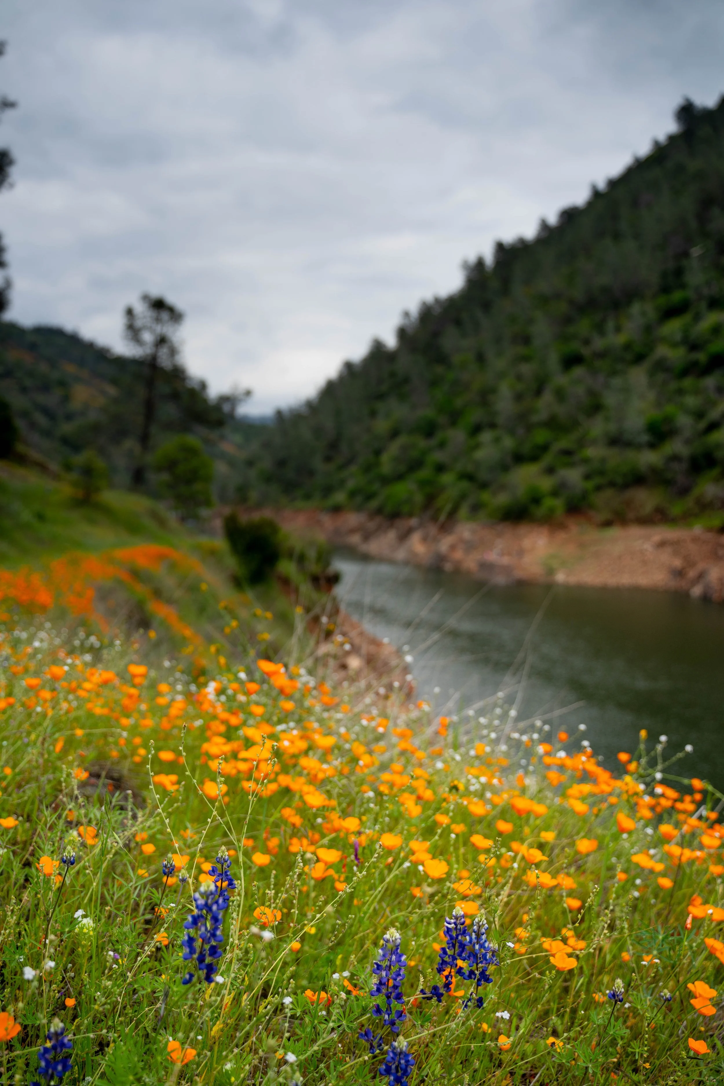 Poppies-1-2 - Copy.jpg