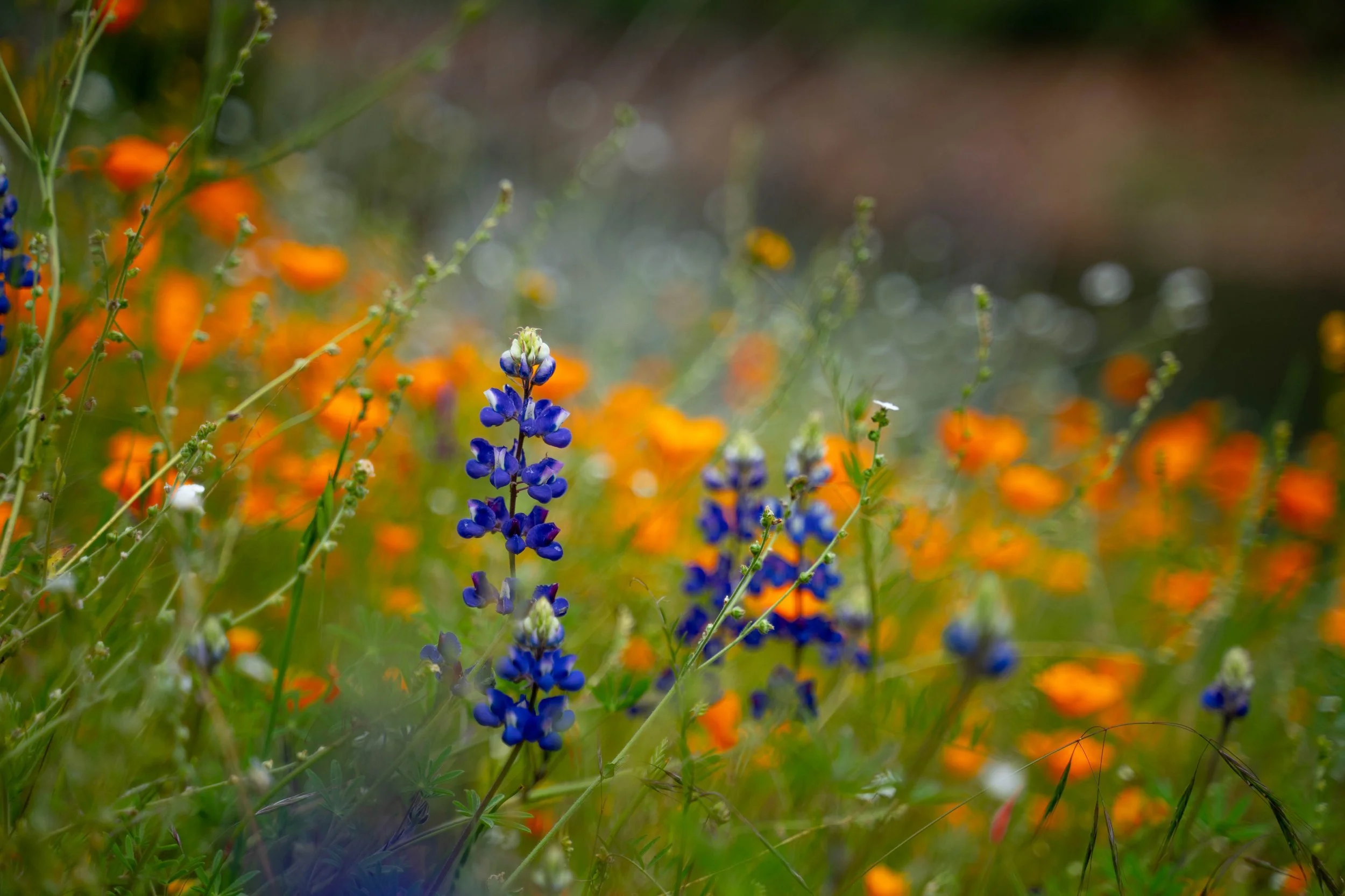 Poppies-6 - Copy.jpg