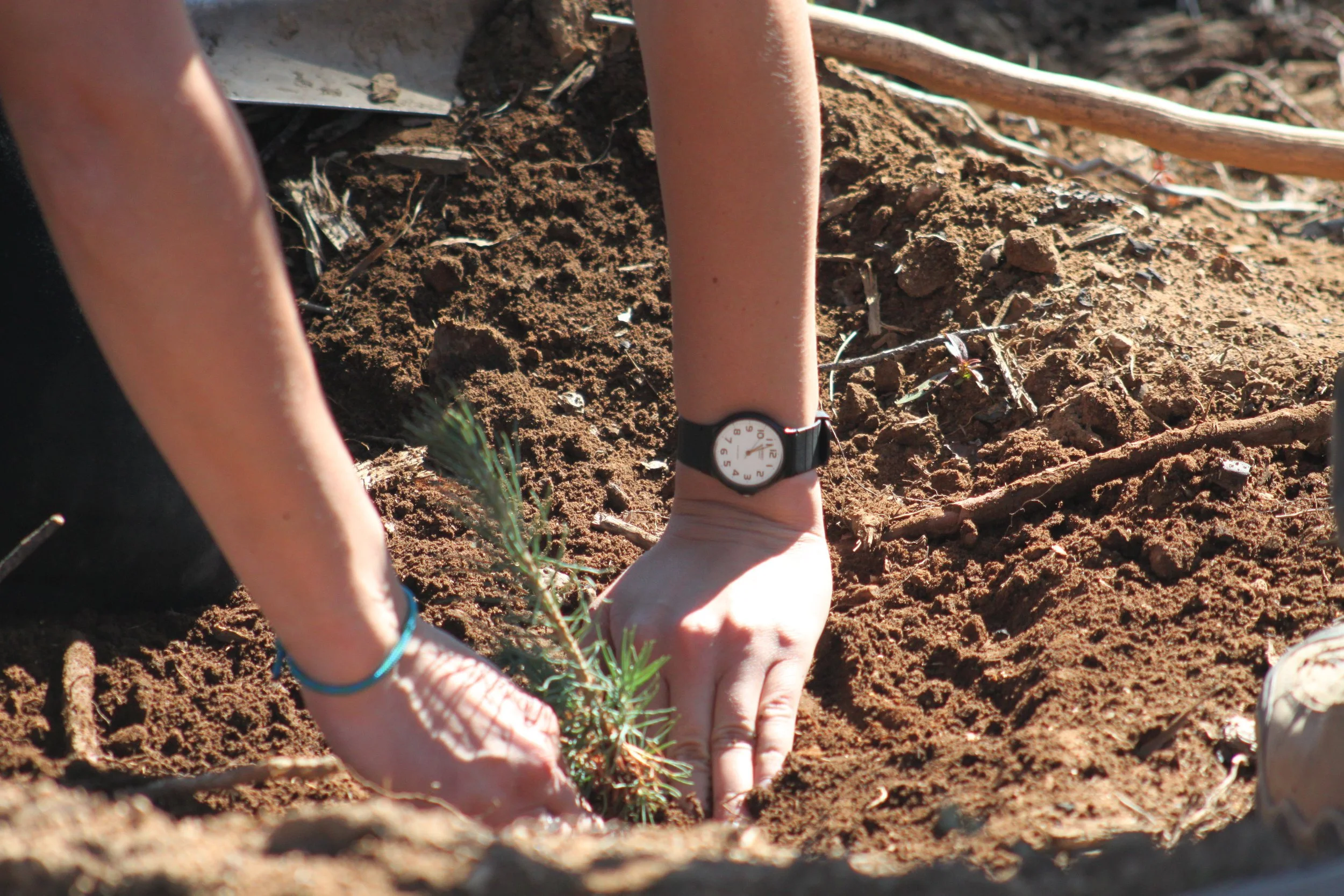Rim Fire tree planting (37).JPG