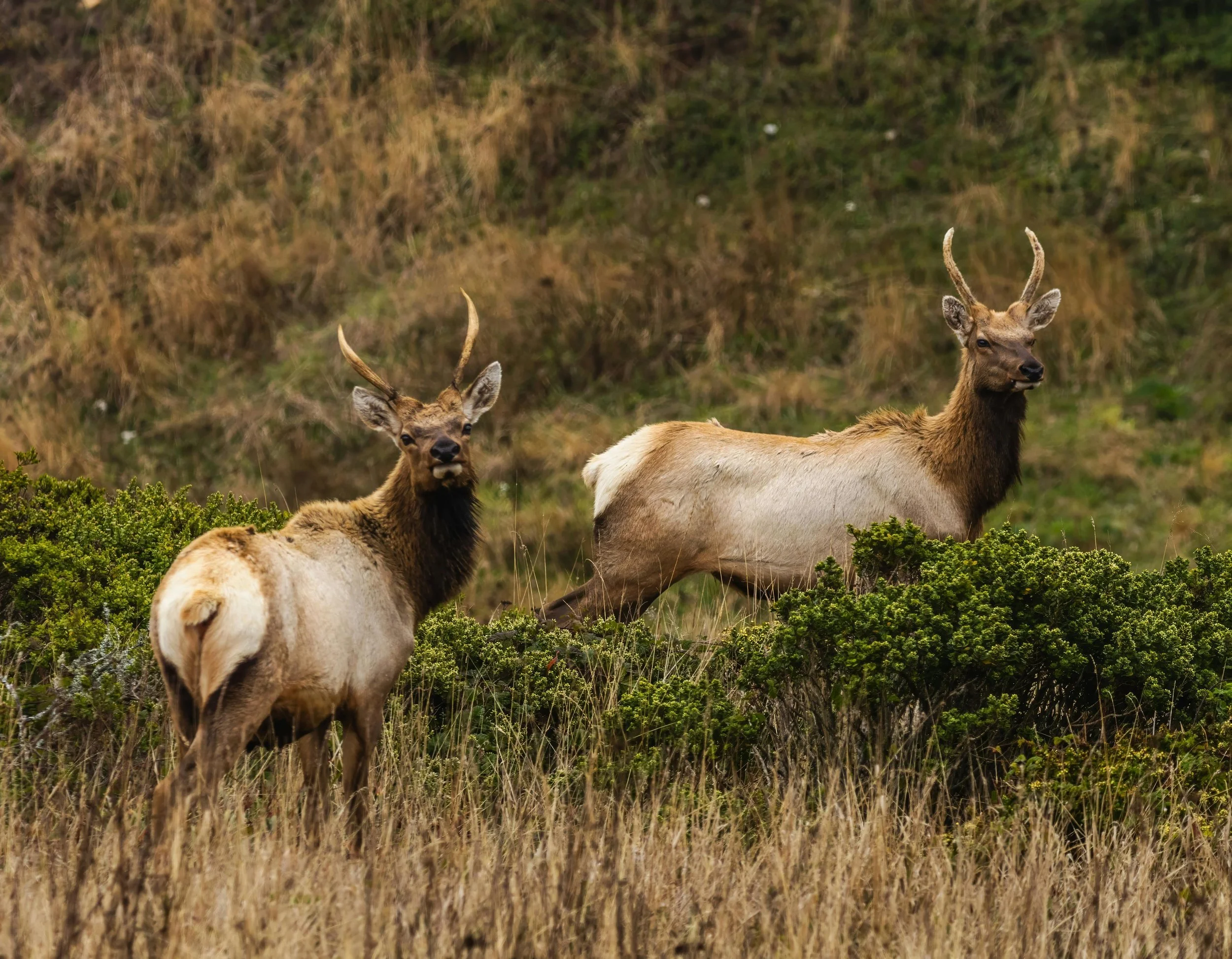A Wild Journey North: California Elk, Tribal Land Return, and the Power of Connected Landscapes