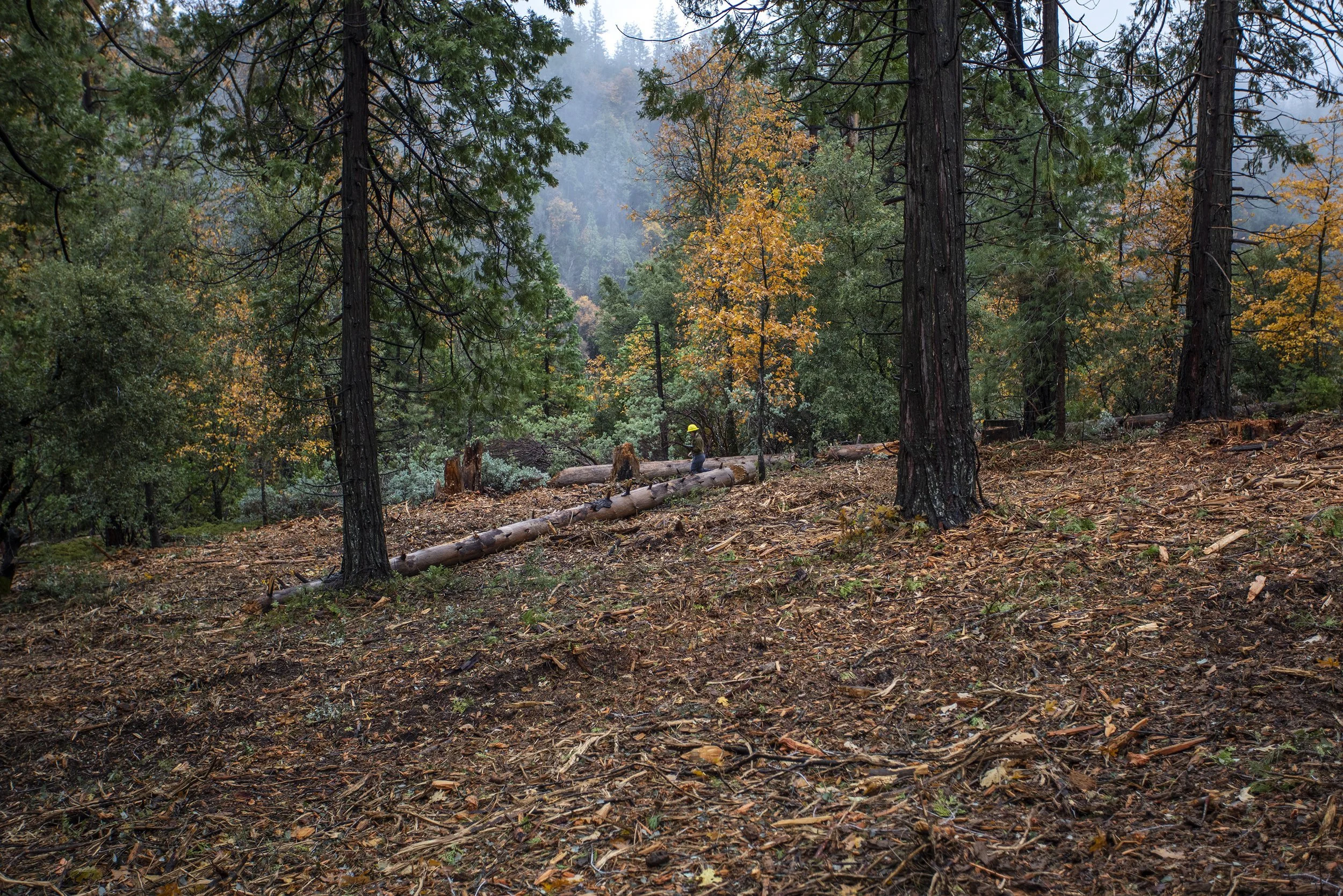 Healthy Forests Create Watershed-Wide Resilience: An Interview with Madelyn Guillaume