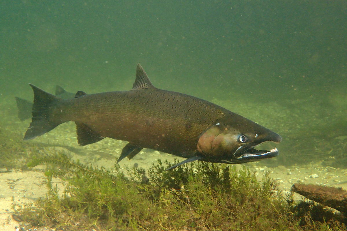 The Fight for Fish &amp; Flows: TRT Organizes Around New Instream Flow Plan 