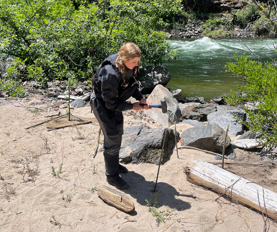 Rafting for Restoration: Willow Planting Along the Wild and Scenic Tuolumne