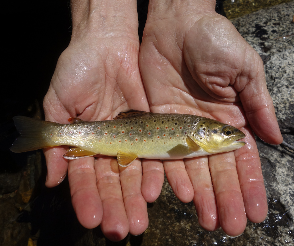 Tell Governor Newsom To Let Our Rivers Flow