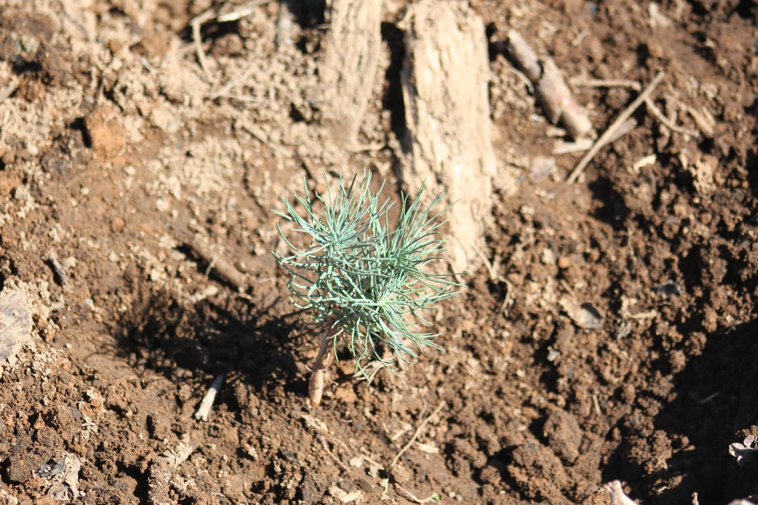 Rim Fire tree planting (31).JPG
