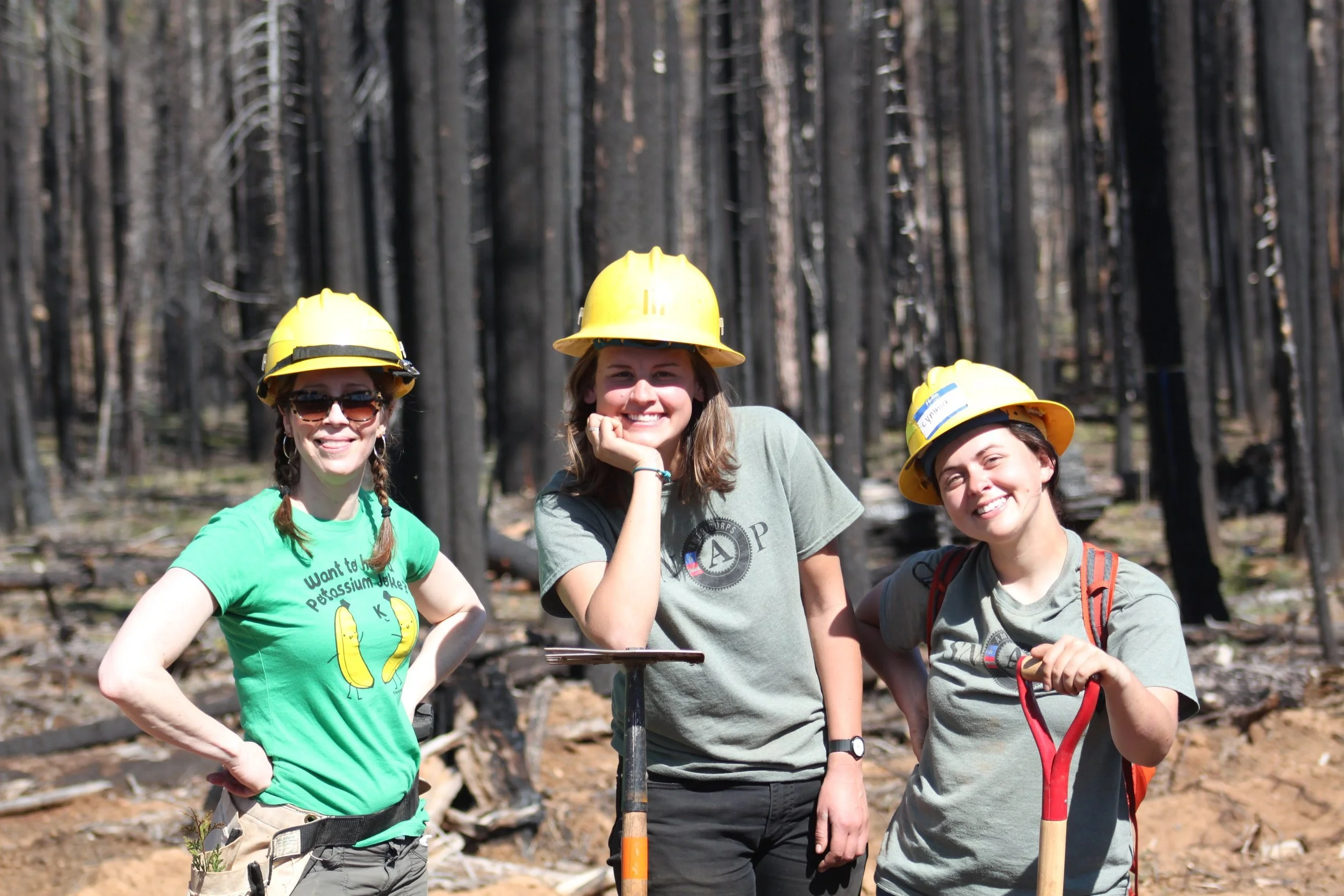 Spring Tree Planting Volunteer Days | Restore Forests with Yosemite ...