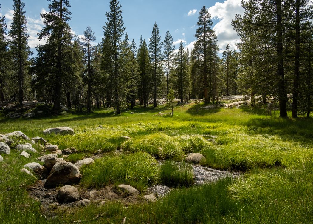 Meadows: The Guardians of River Health in the Tuolumne River Watershed