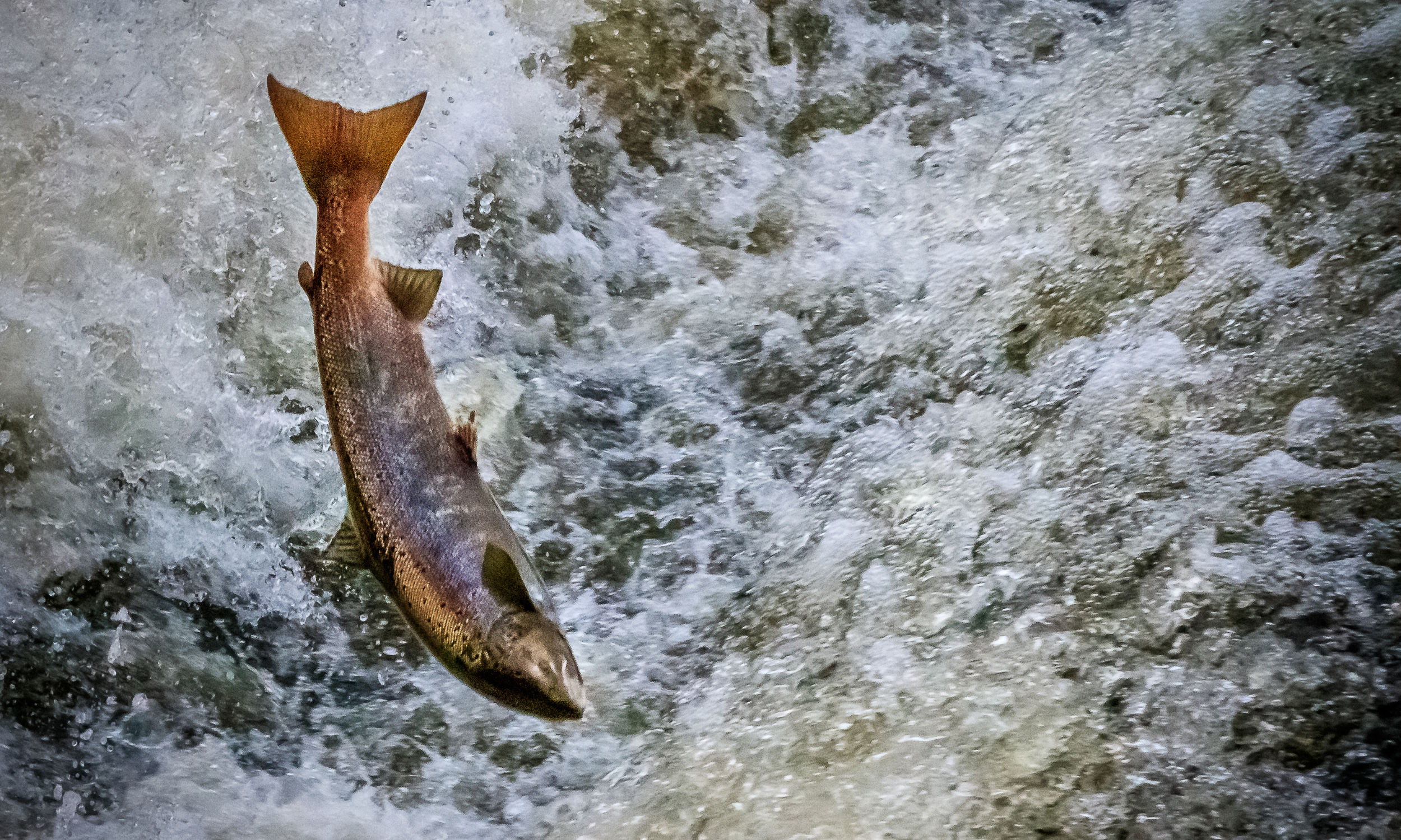 Endangered Species Act 50th Anniversary