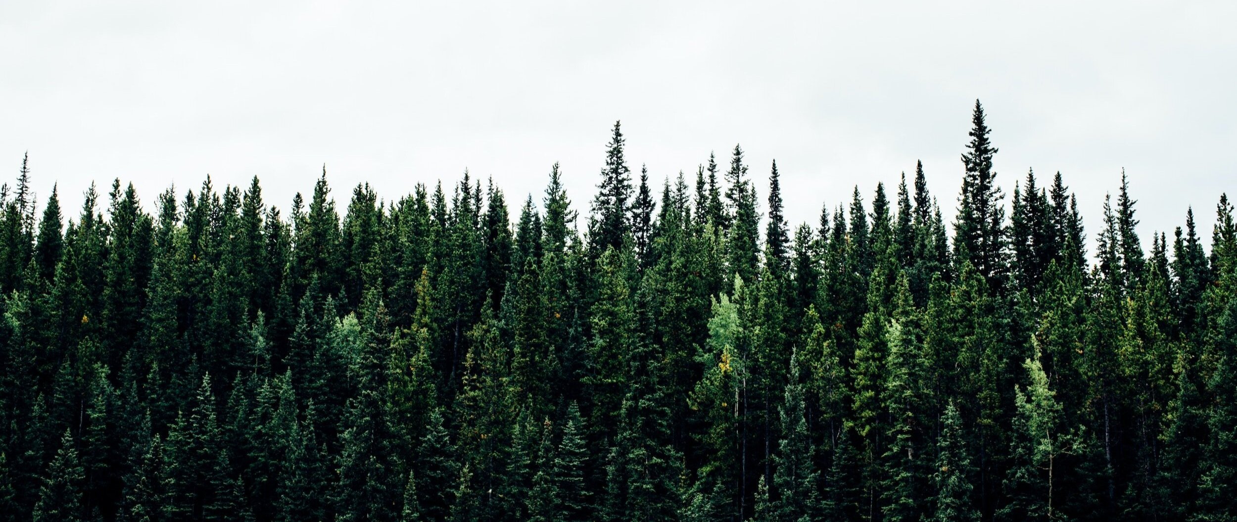 From Forest to River: The Unseen Work of Trees and Why We Should Care