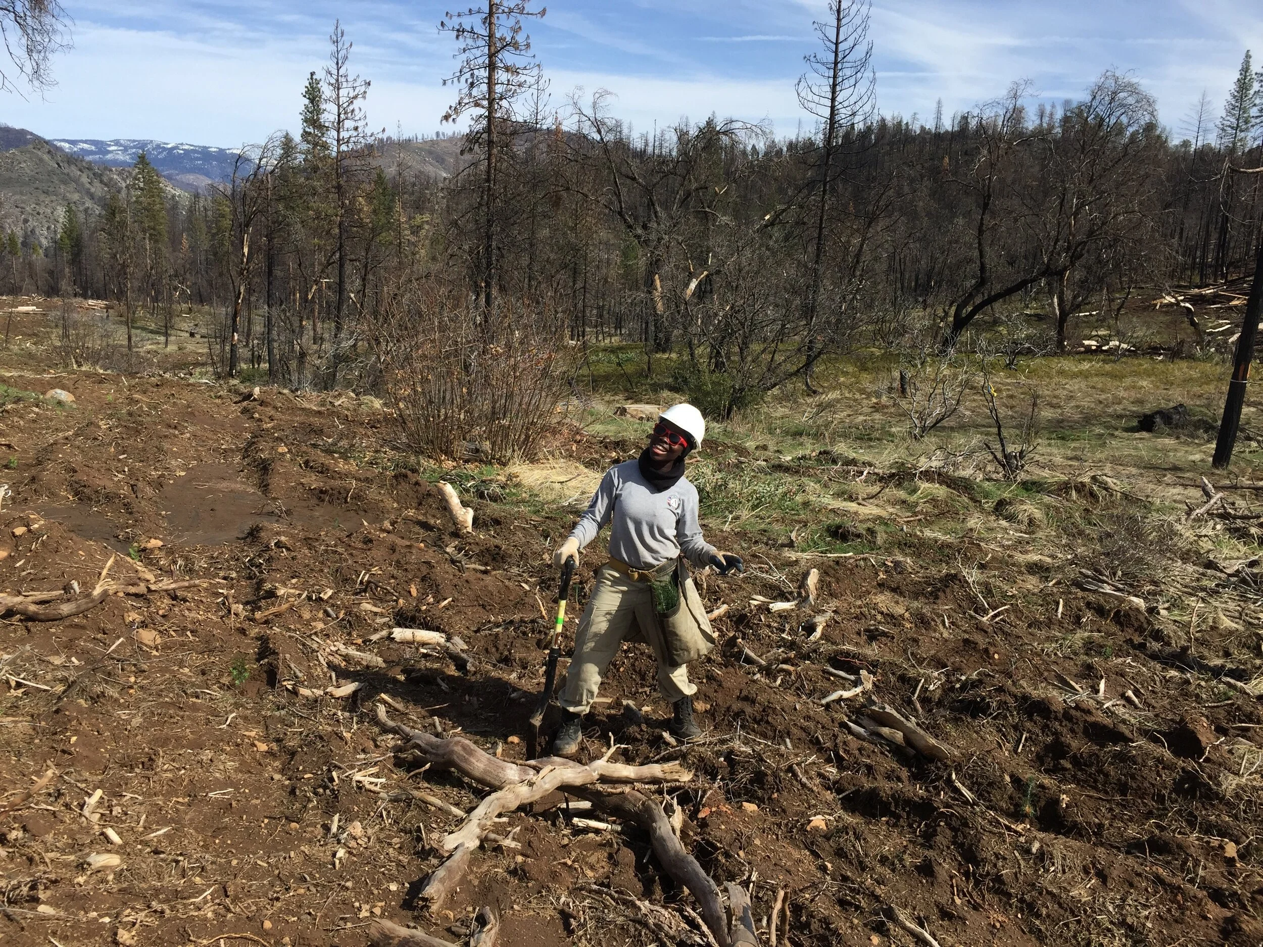 Beyond the Headlines: Building Resilience Back into our Forests