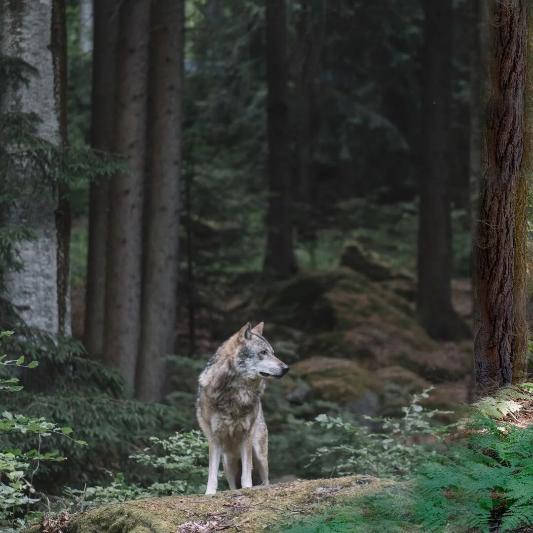 A Grey wolf has been documented in Tuolumne County!