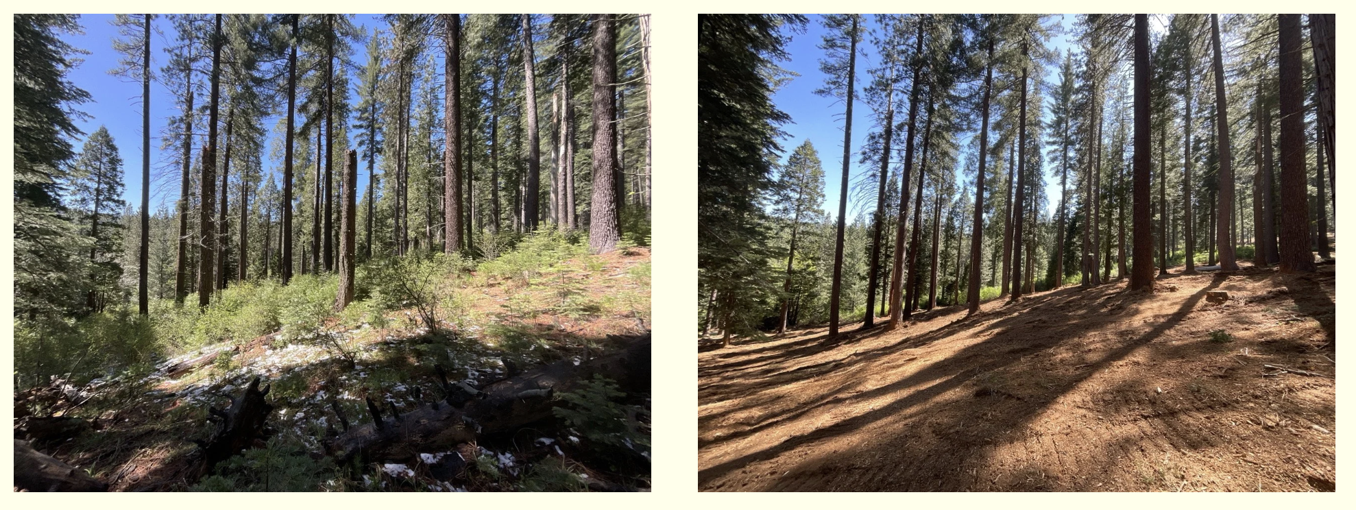 Above the Tuolumne, a forest gets ready for fire