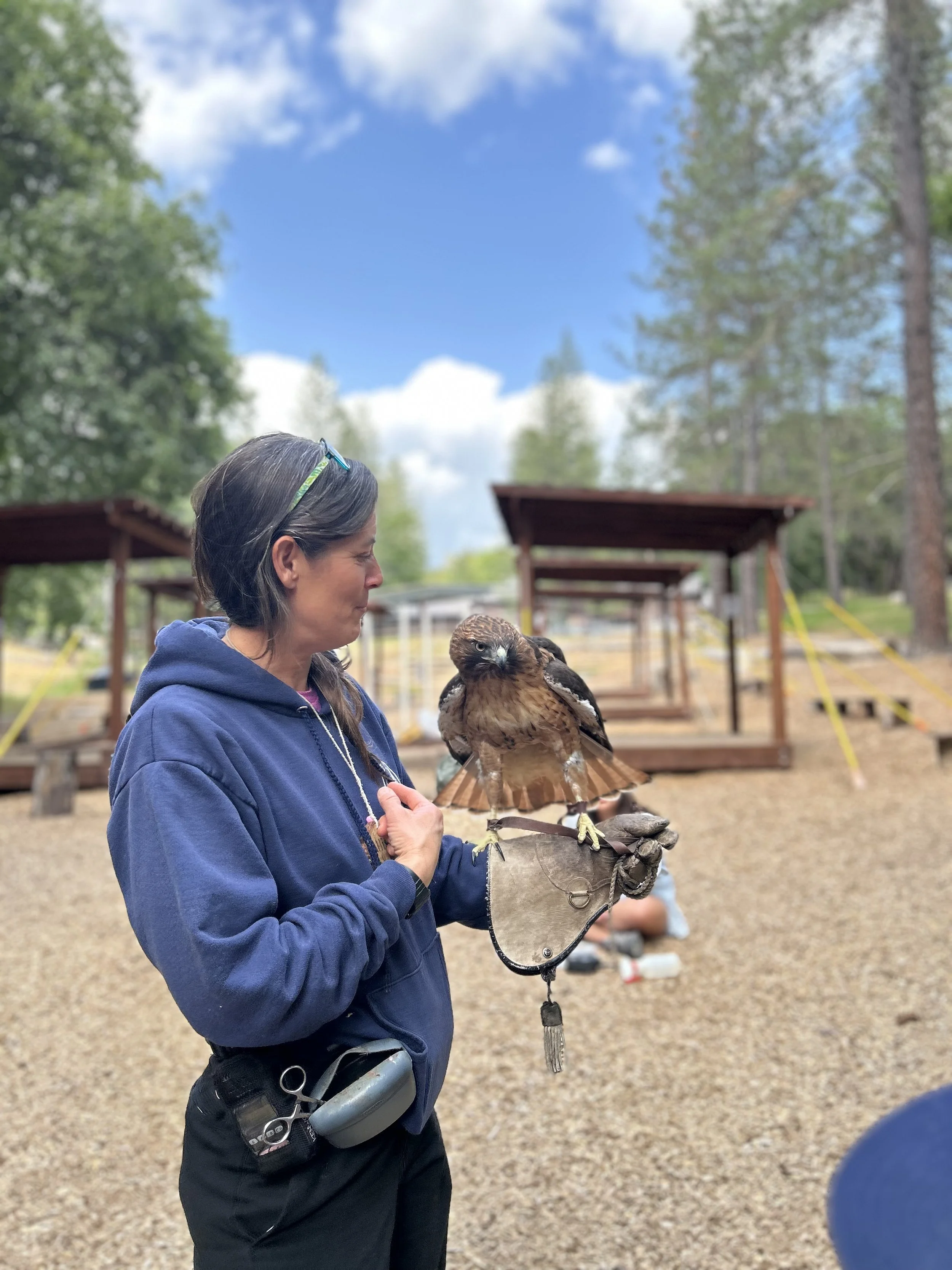 A woman holding a raptor on her gloved hand at an outdoor wildlife exhibit, with trees and wooden structures in the background.