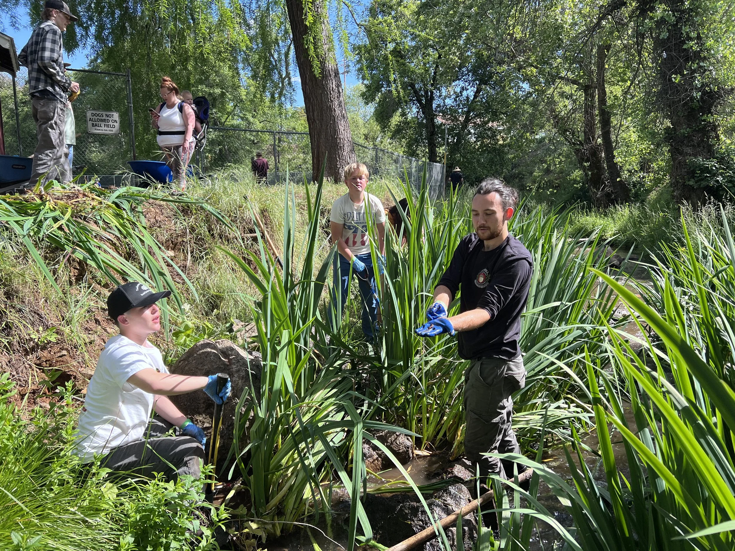 Invasive Plant Removal at Cottonwood Meadow