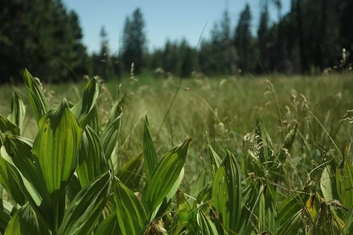 Close-up view of green leafy plants in a grassy field with trees and a blue sky in the background.