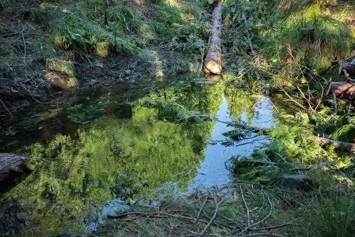 A small natural creek or stream in a forest, with clear water reflecting surrounding green trees and a fallen log across the water.