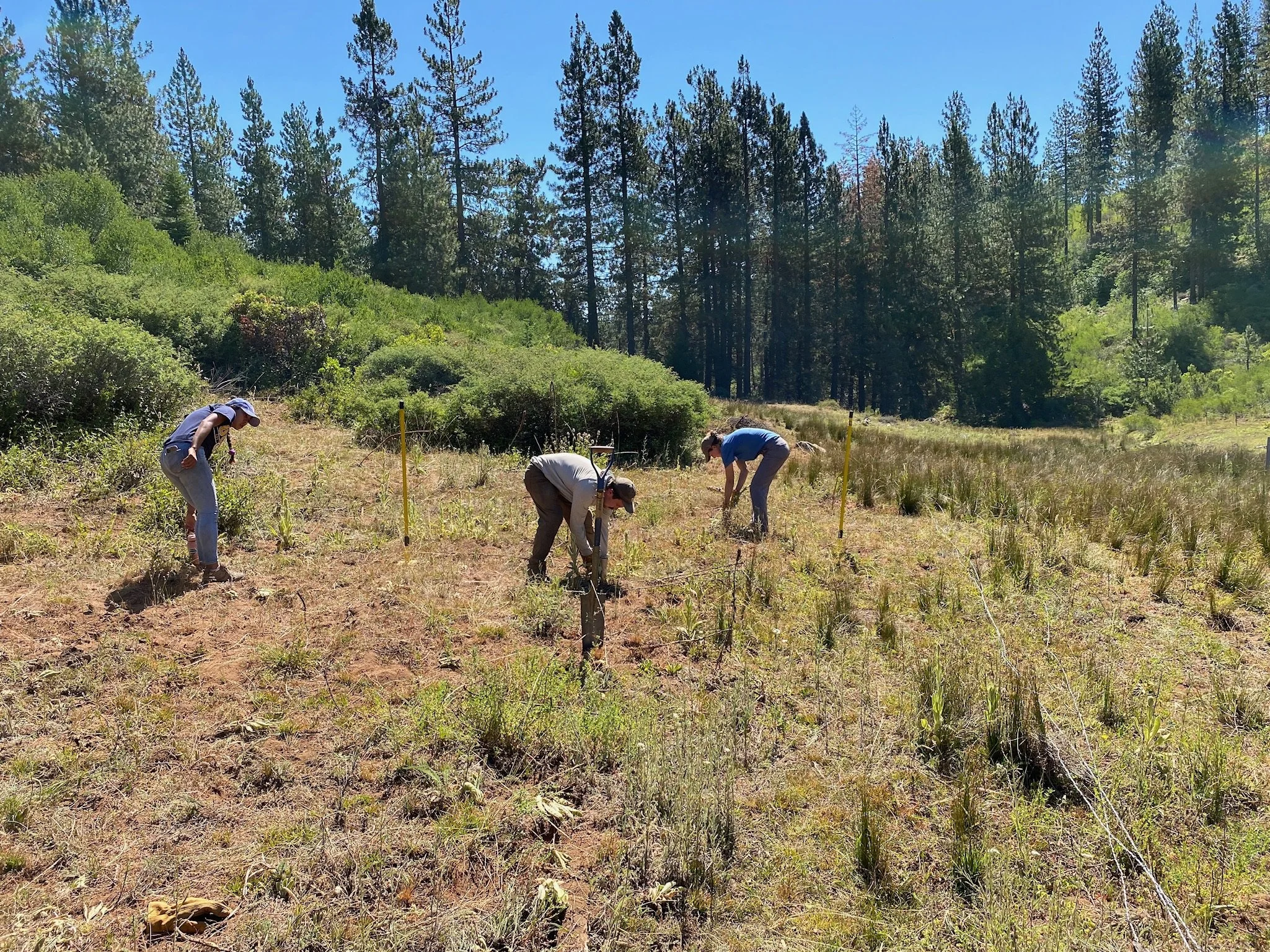 Invasive Plant Removal at Wet Meadow Springs