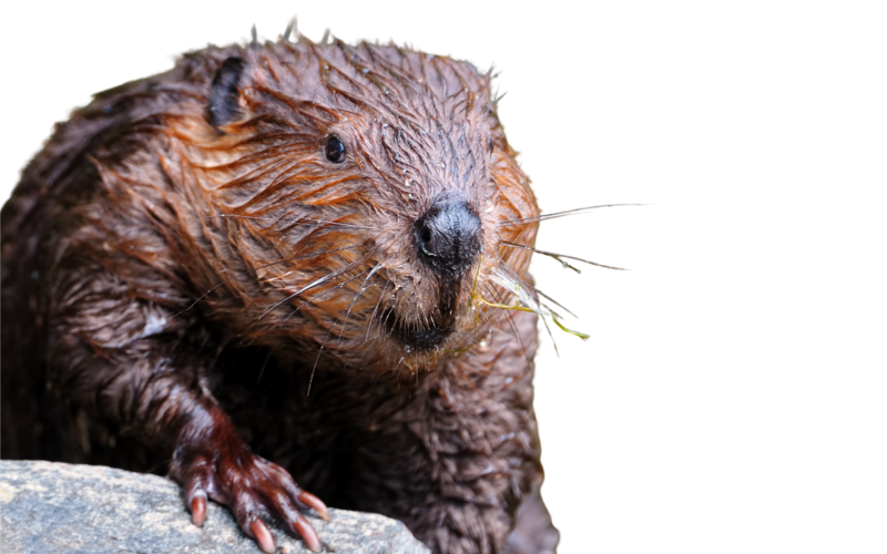 A wet, young otter with fur clinging to its body, sitting on a rock.