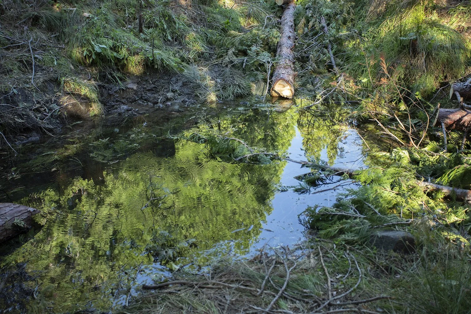 A small forest stream with green water, surrounded by lush green foliage, trees, and branches.