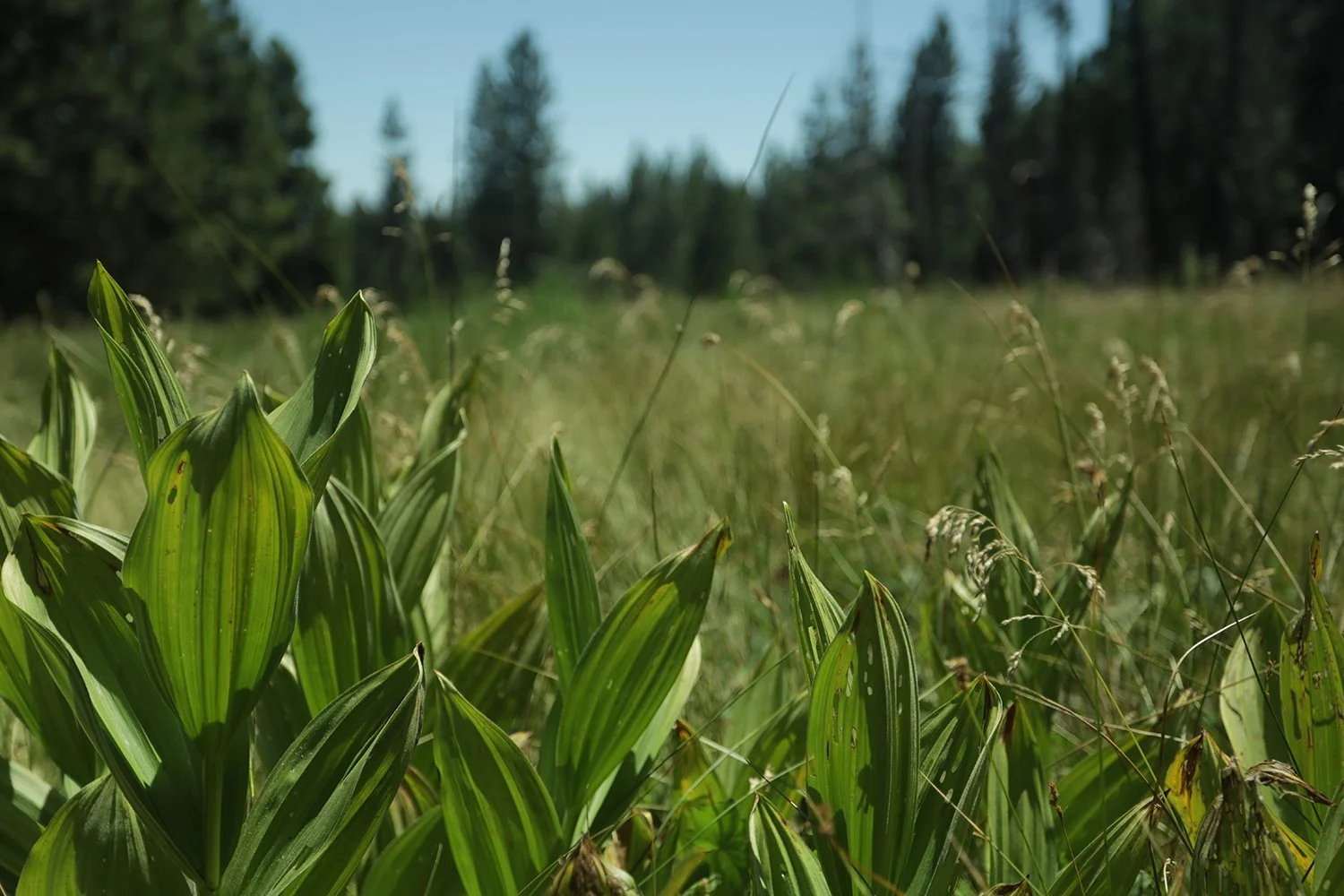 Close-up of green grass and plants in a field with trees in the background under a blue sky.