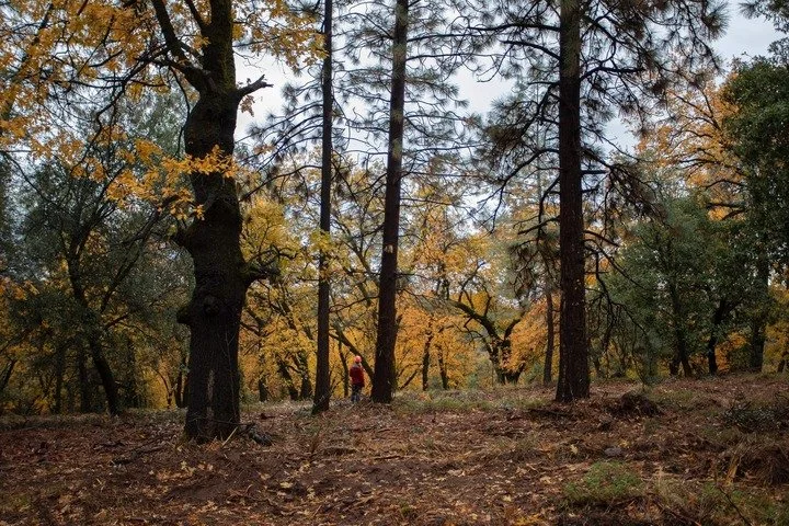 A forest with tall trees and colorful autumn leaves, with a person walking in the background.