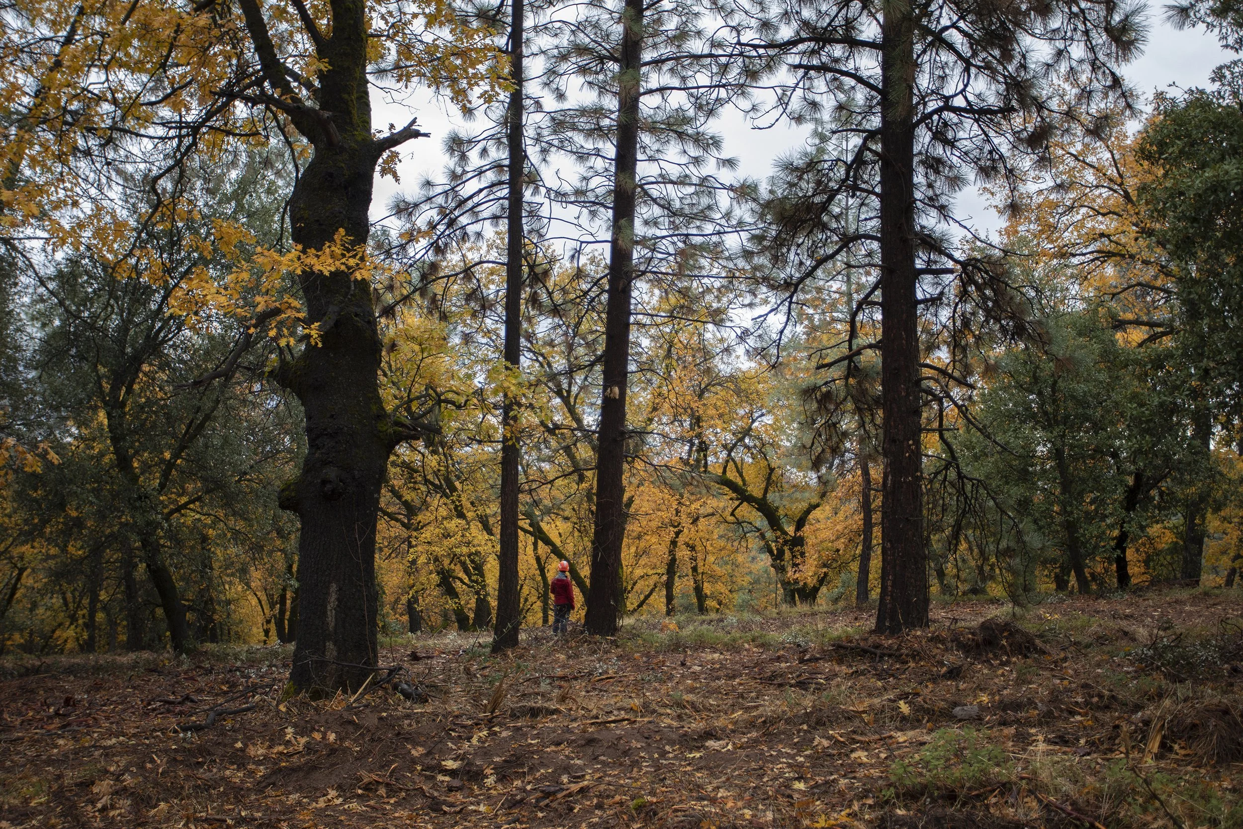 A person wearing a red jacket and hat walking through a forest in autumn, trees with yellow and green leaves are visible, and the ground is covered with fallen leaves.