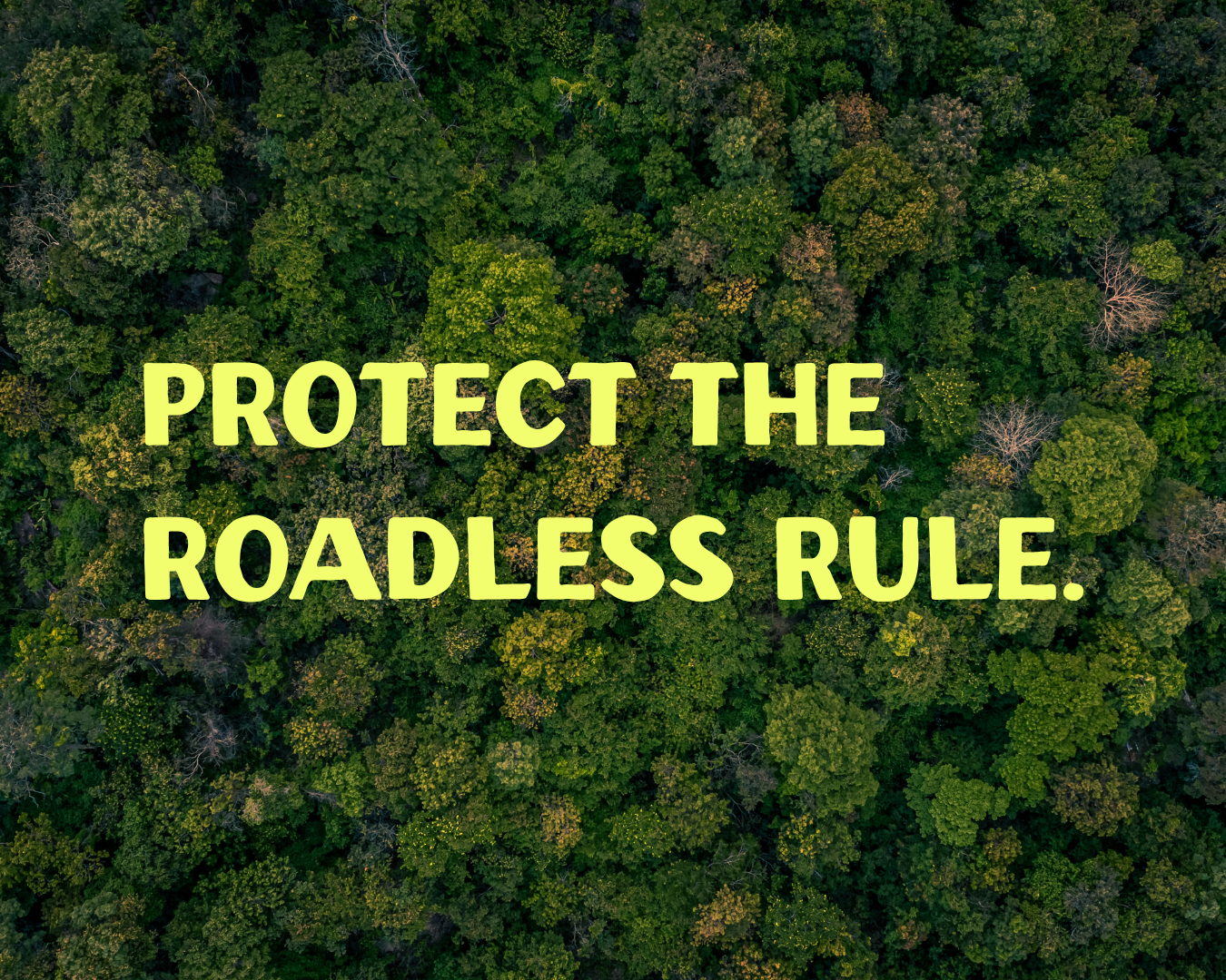 A threat to our forests hidden inside a wildfire bill — and what you can do right now