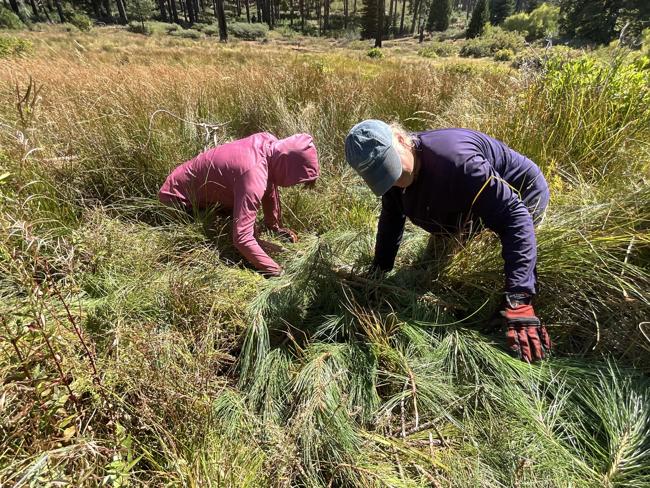 Building Beaver Dam Structures at Cottonwood Meadow