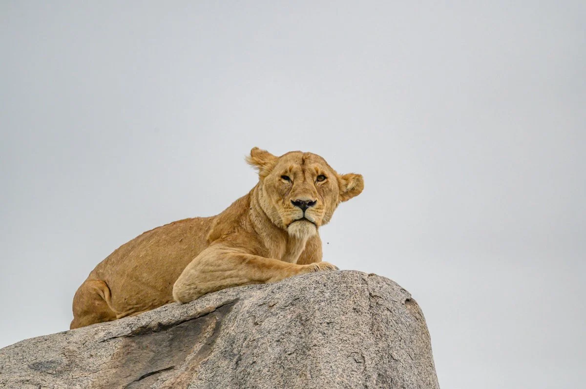 A lioness resting on a large rock against a plain gray sky.