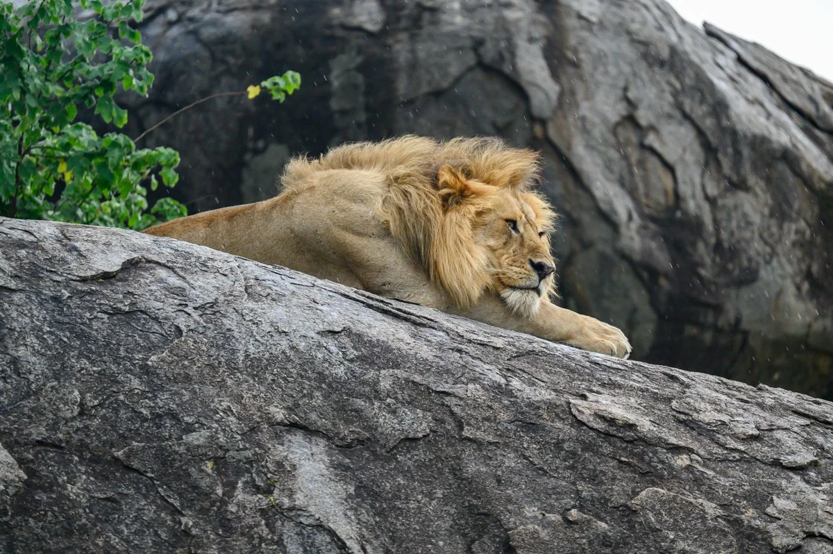 A lion resting on a rocky ledge with a tree and rocks in the background.