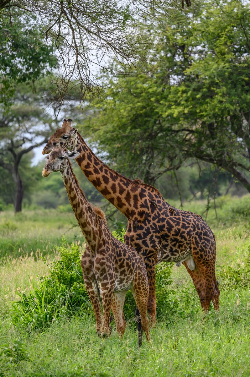 Two giraffes standing in a grassy area with trees in the background.