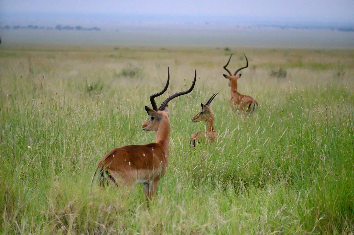 Three gazelles with curved horns standing in a grassy plain.