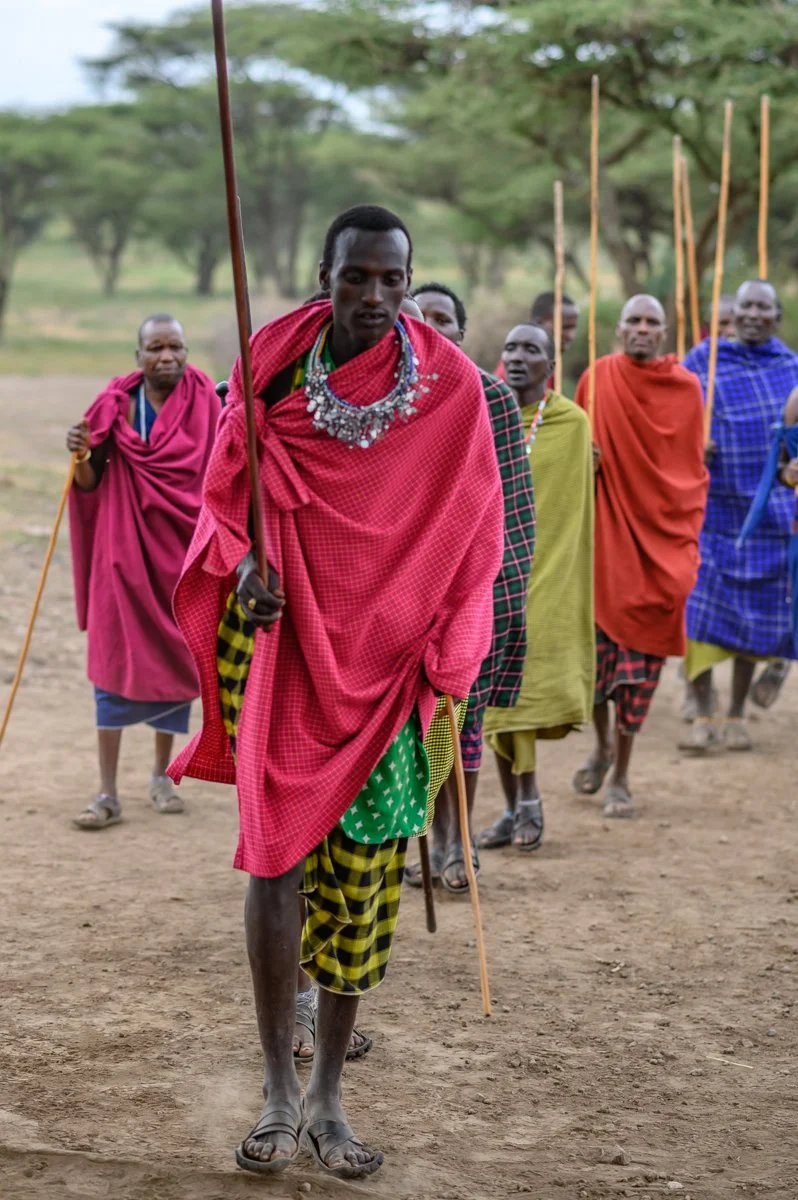 A group of Maasai men walking on dirt ground in traditional clothing, holding wooden sticks, with green trees in the background.