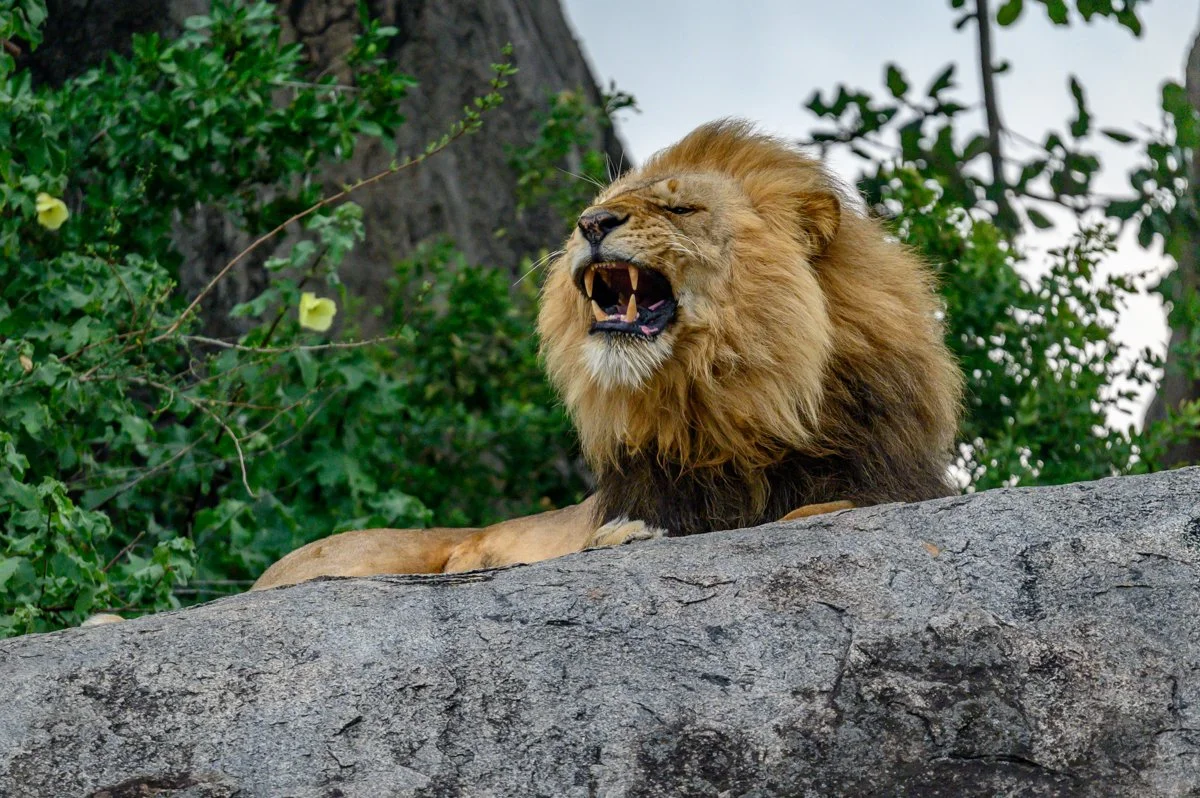 A male lion lying on a large rock with a lush green background and trees, roaring with its mouth open and teeth visible.