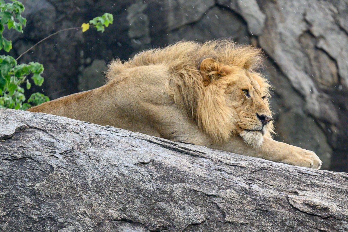 A male lion lying down on a large rock, with a mane and a contemplative expression.