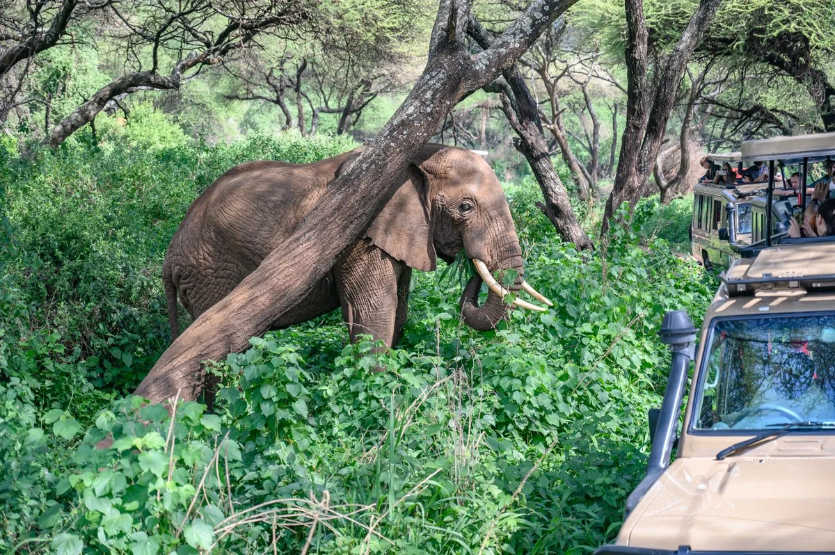 An elephant in a green forest with trees and dense bushes, near safari vehicles with people observing.