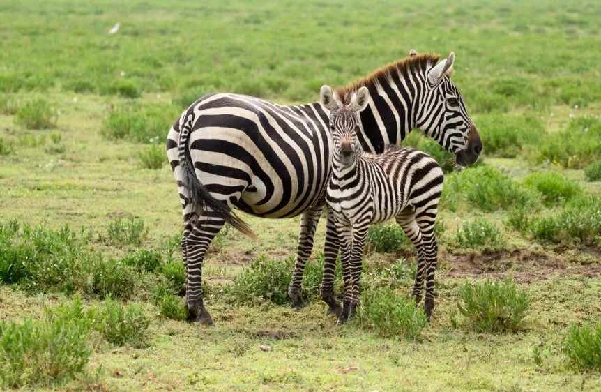 There is something truly magical about being on safari in Serengeti National Park&hellip;

It&rsquo;s not just what you see -
the elephants, the lions, the endless golden plains&hellip;

It&rsquo;s how it makes you feel.

Grounded.
Present.
Deeply co