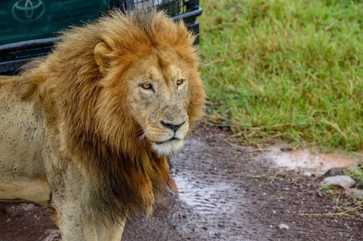 A male lion standing on a muddy patch near green grass.