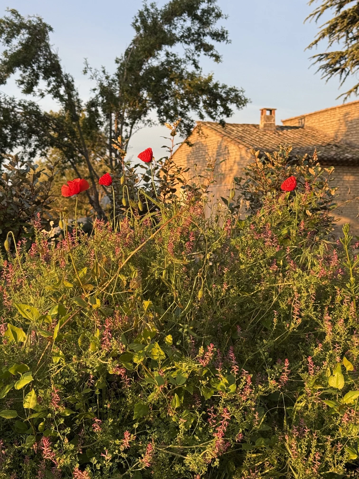 IMG_0761.jpeg