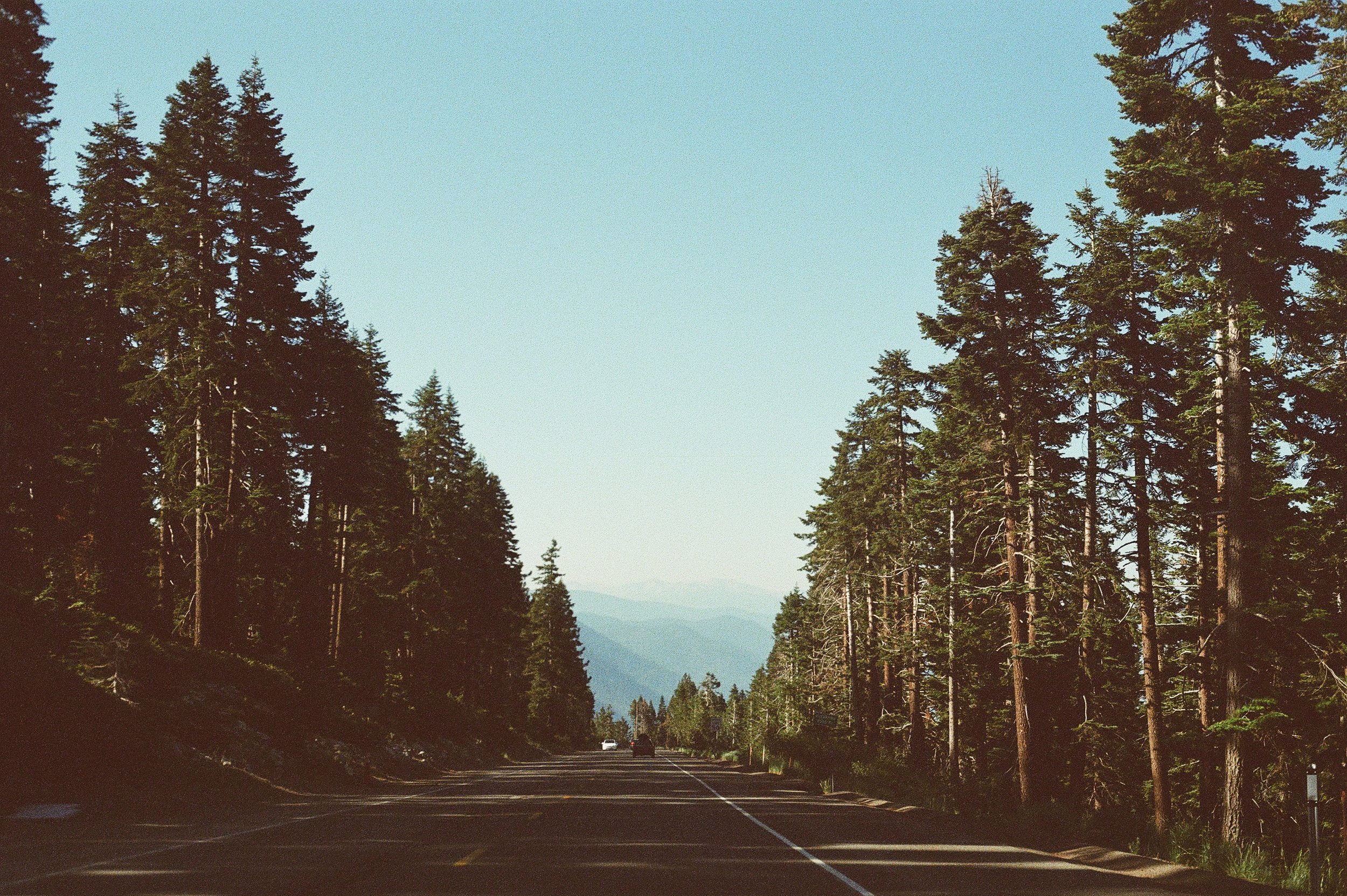 A two-lane road surrounded by tall pine trees on both sides with mountains in the distance under a clear blue sky.