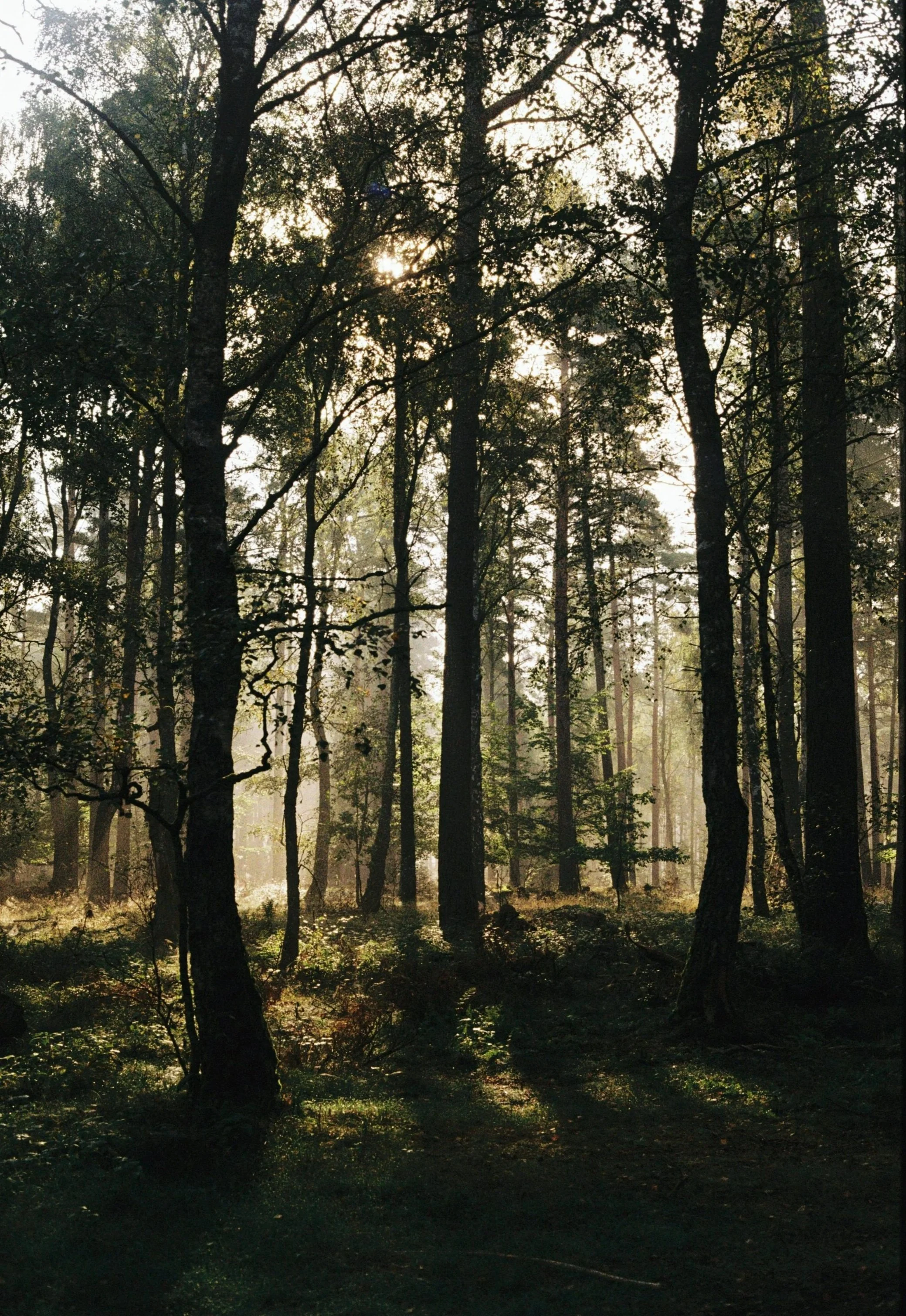 Portraits / analog + digital / human connection / MEA et NOS