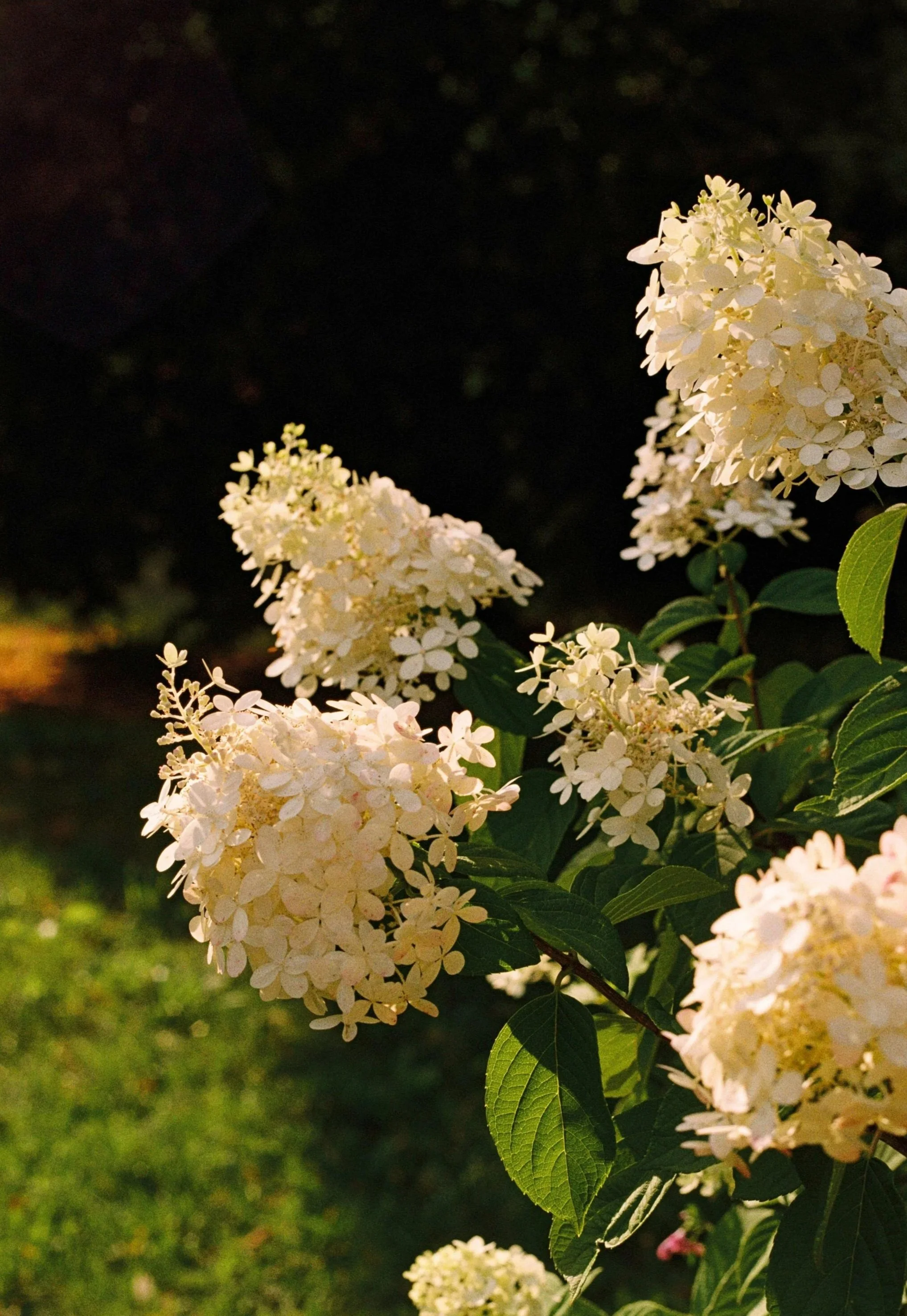 Portraits / analog + digital / human connection / MEA et NOS