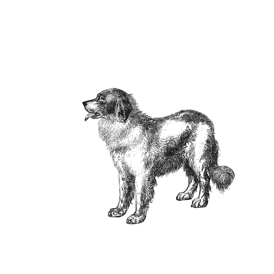 graphic of a st Bernard puppy