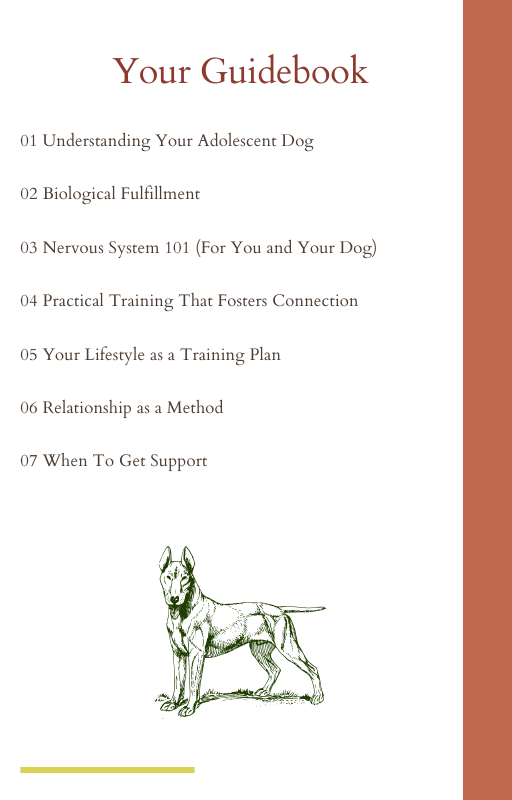 Adolescent dog rescue guide (2).png