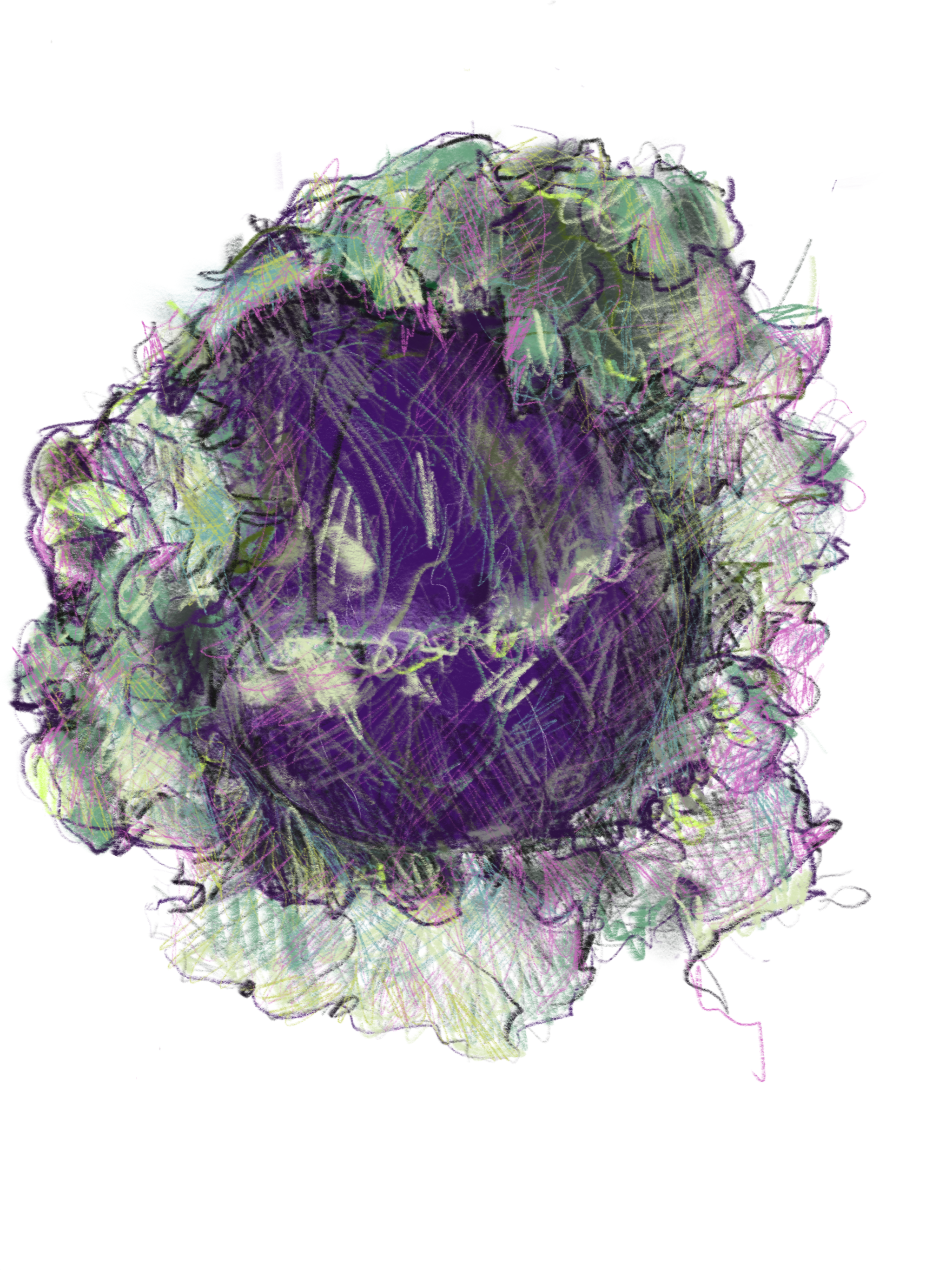 Red Cabbage 1