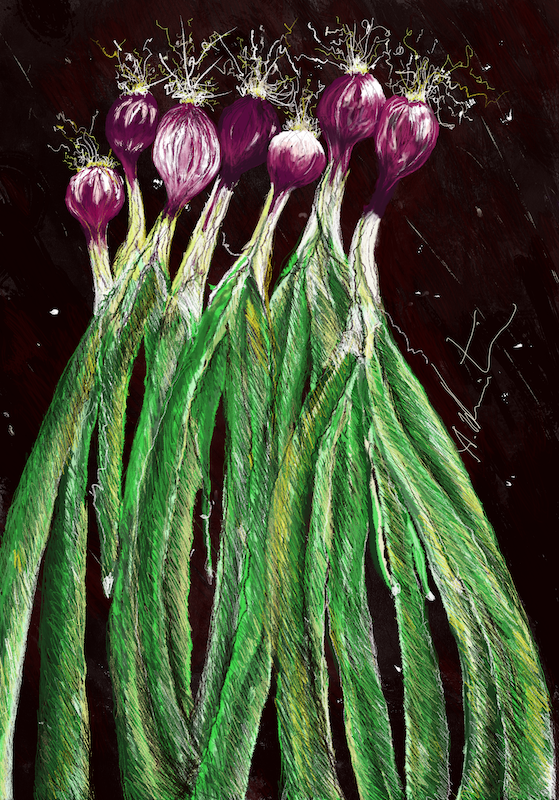 Shallots