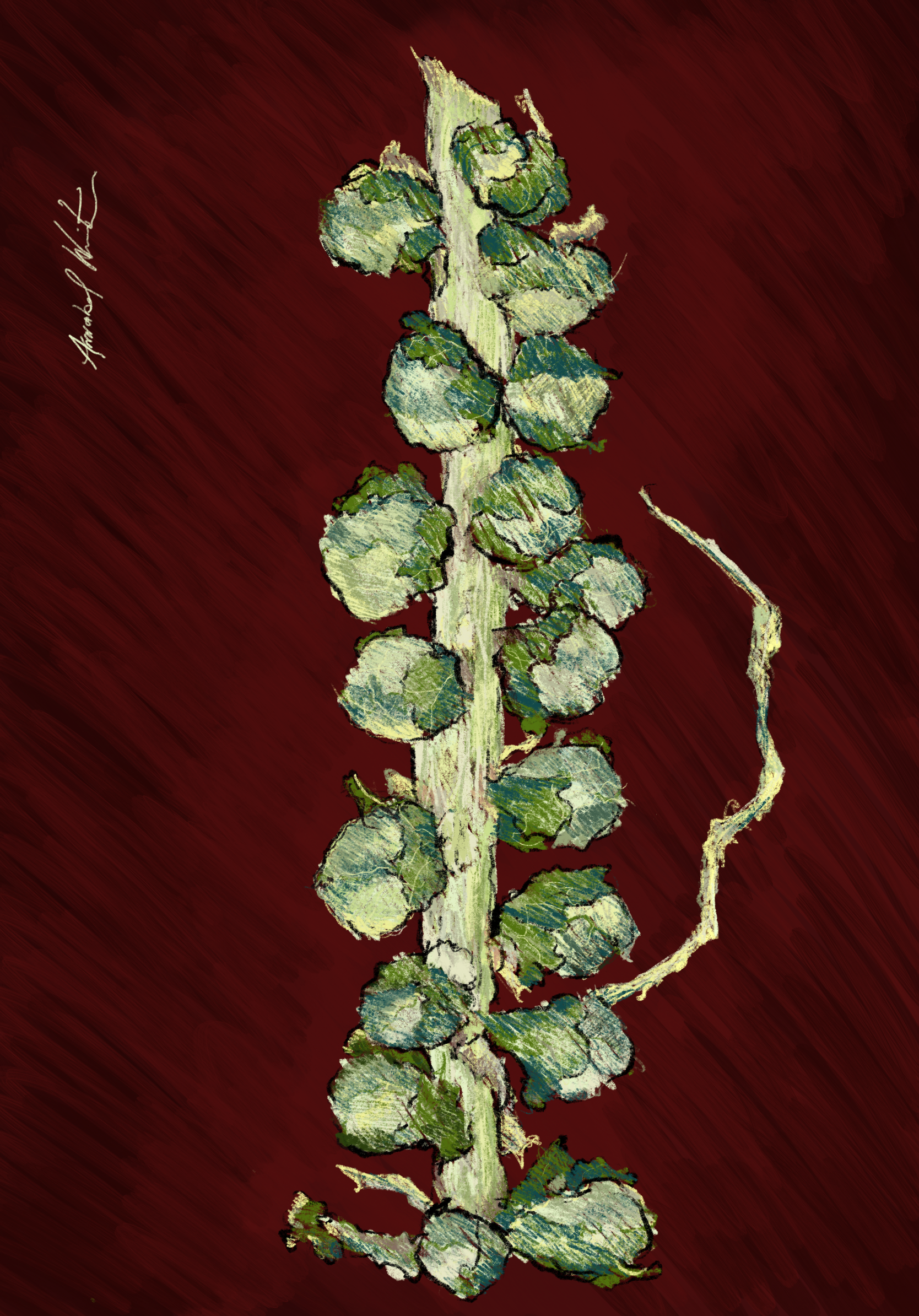Brussel Sprouts